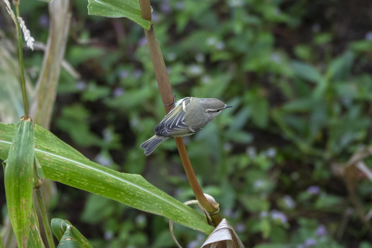 Hume's Warbler - ML641915835