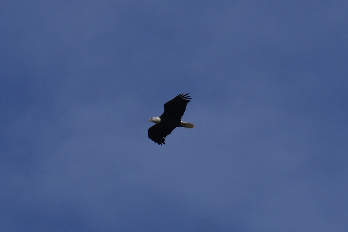 Bald Eagle - ML641915837