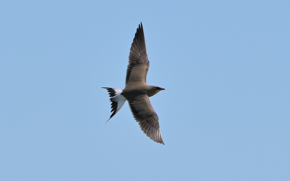 Collared Pratincole - ML641915848