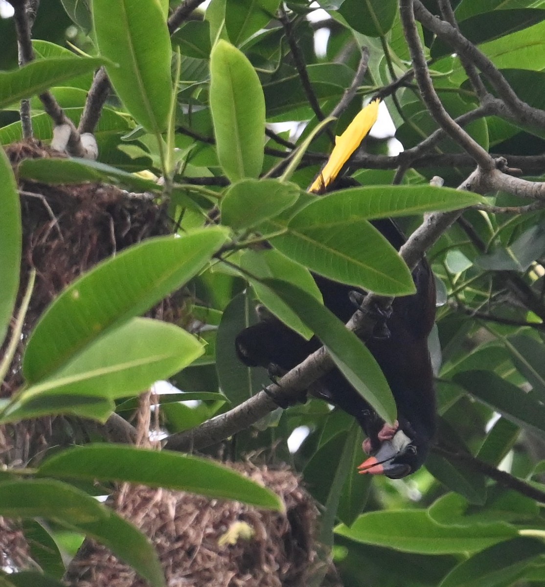 Montezuma Oropendola - ML641915867