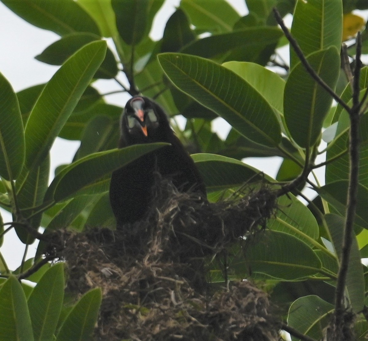 Montezuma Oropendola - ML641915868