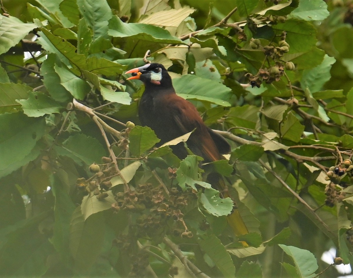 Montezuma Oropendola - ML641915869
