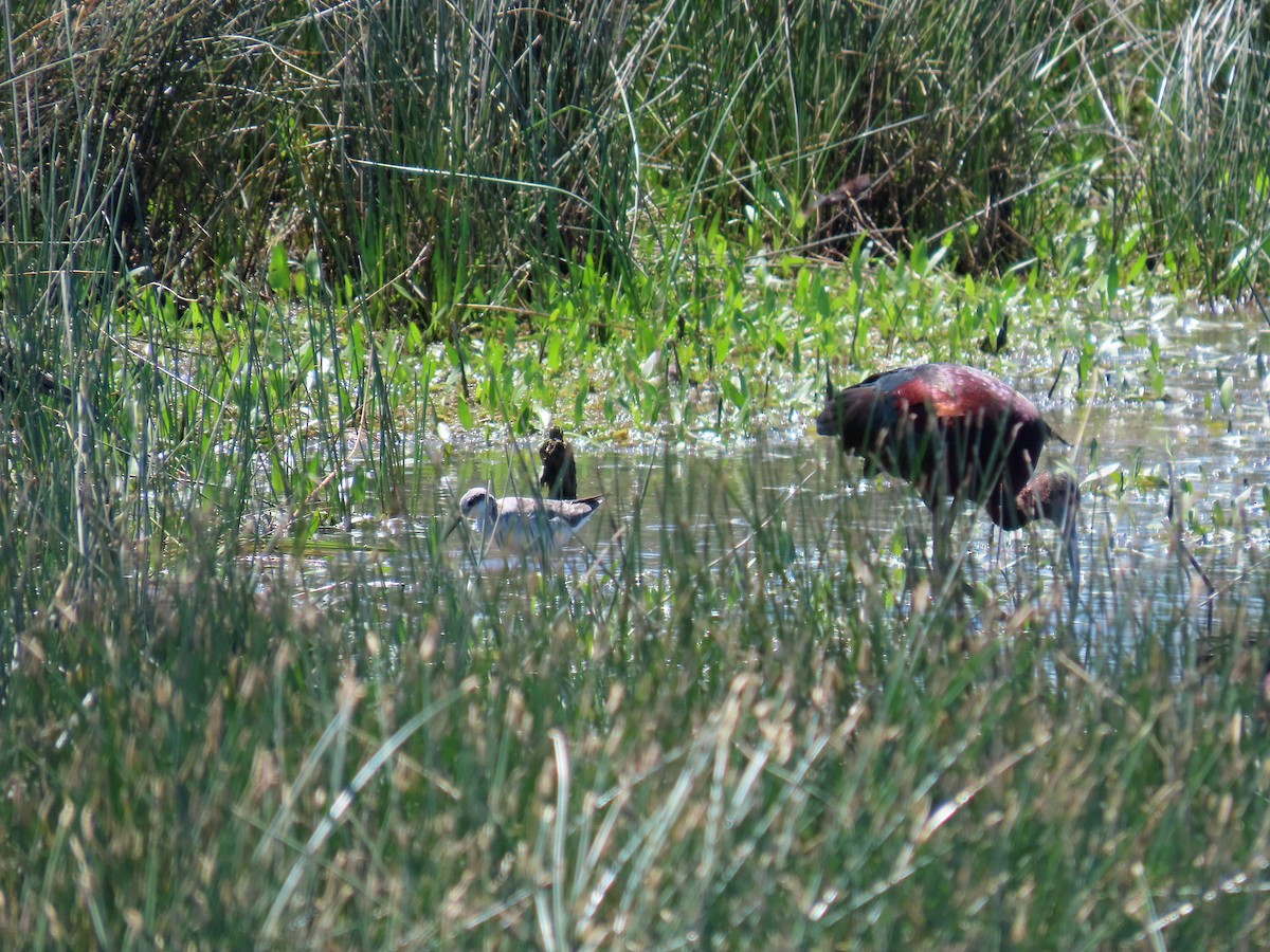 Wilson's Phalarope - ML641915874