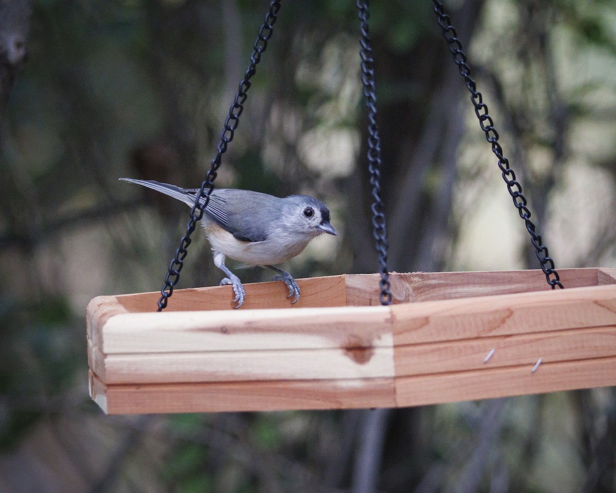 Tufted Titmouse - ML641915879