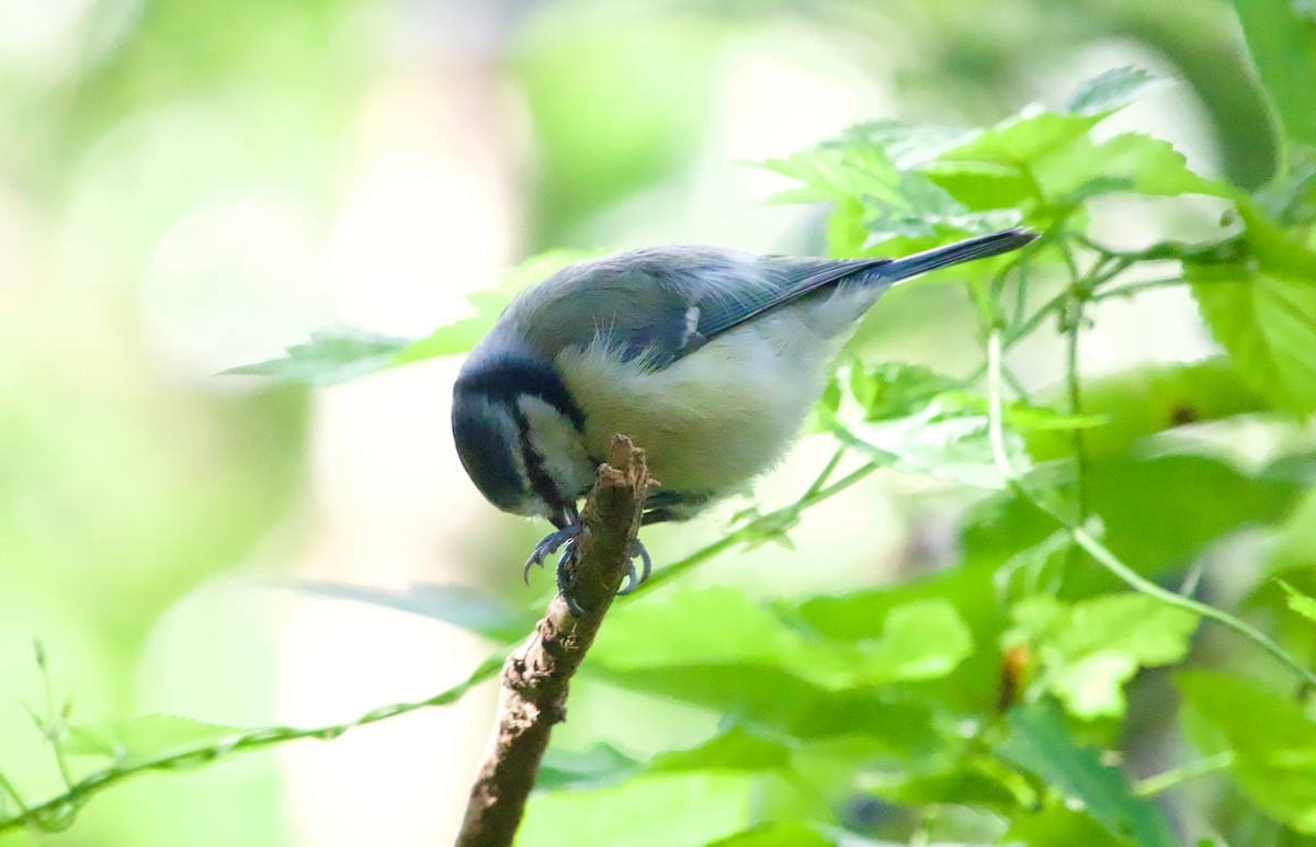 Eurasian Blue Tit - ML641915888