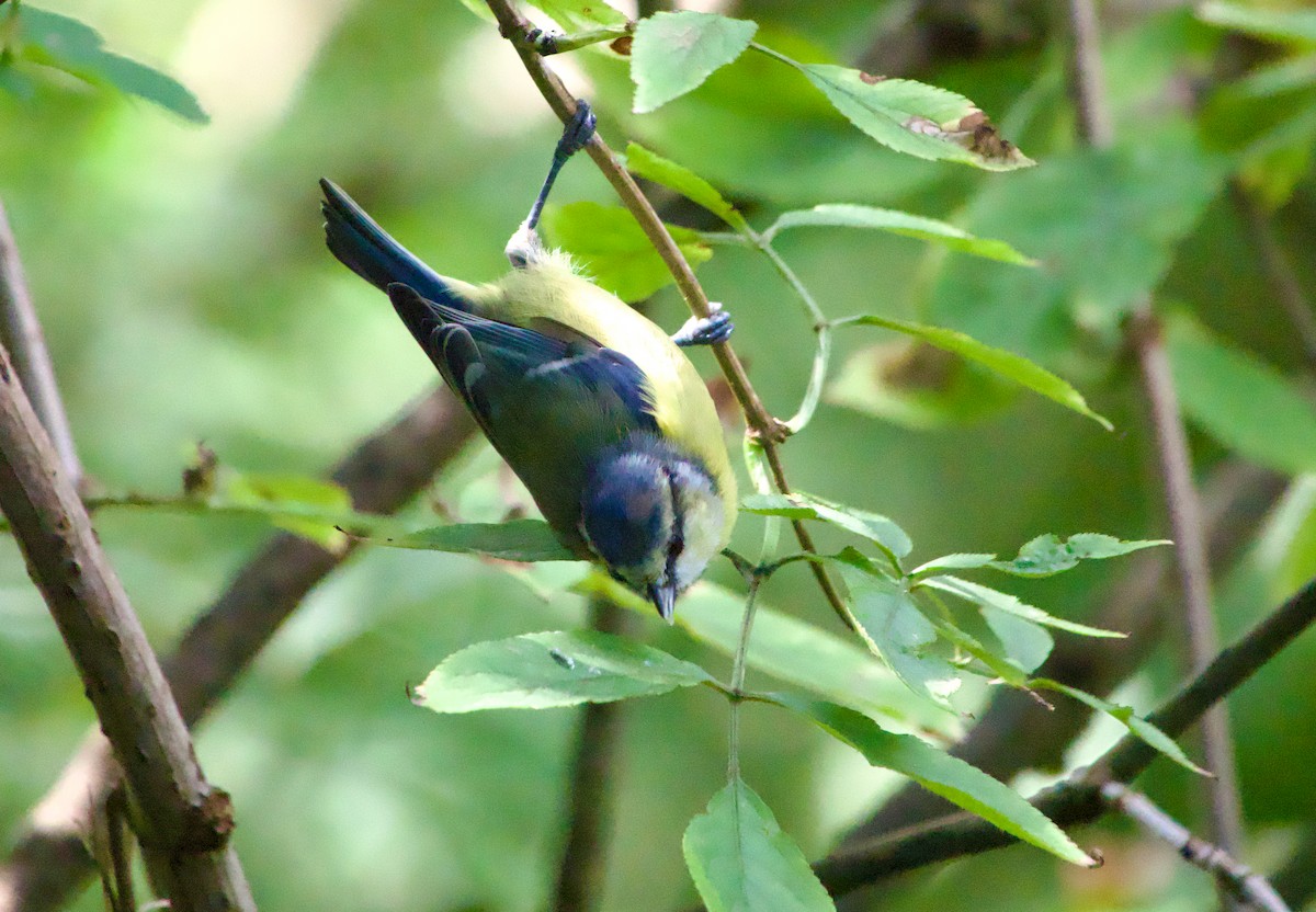 Eurasian Blue Tit - ML641915889