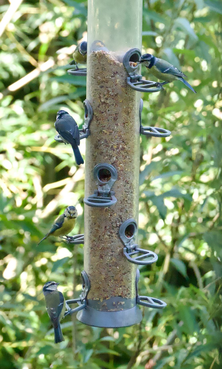 Eurasian Blue Tit - ML641915890