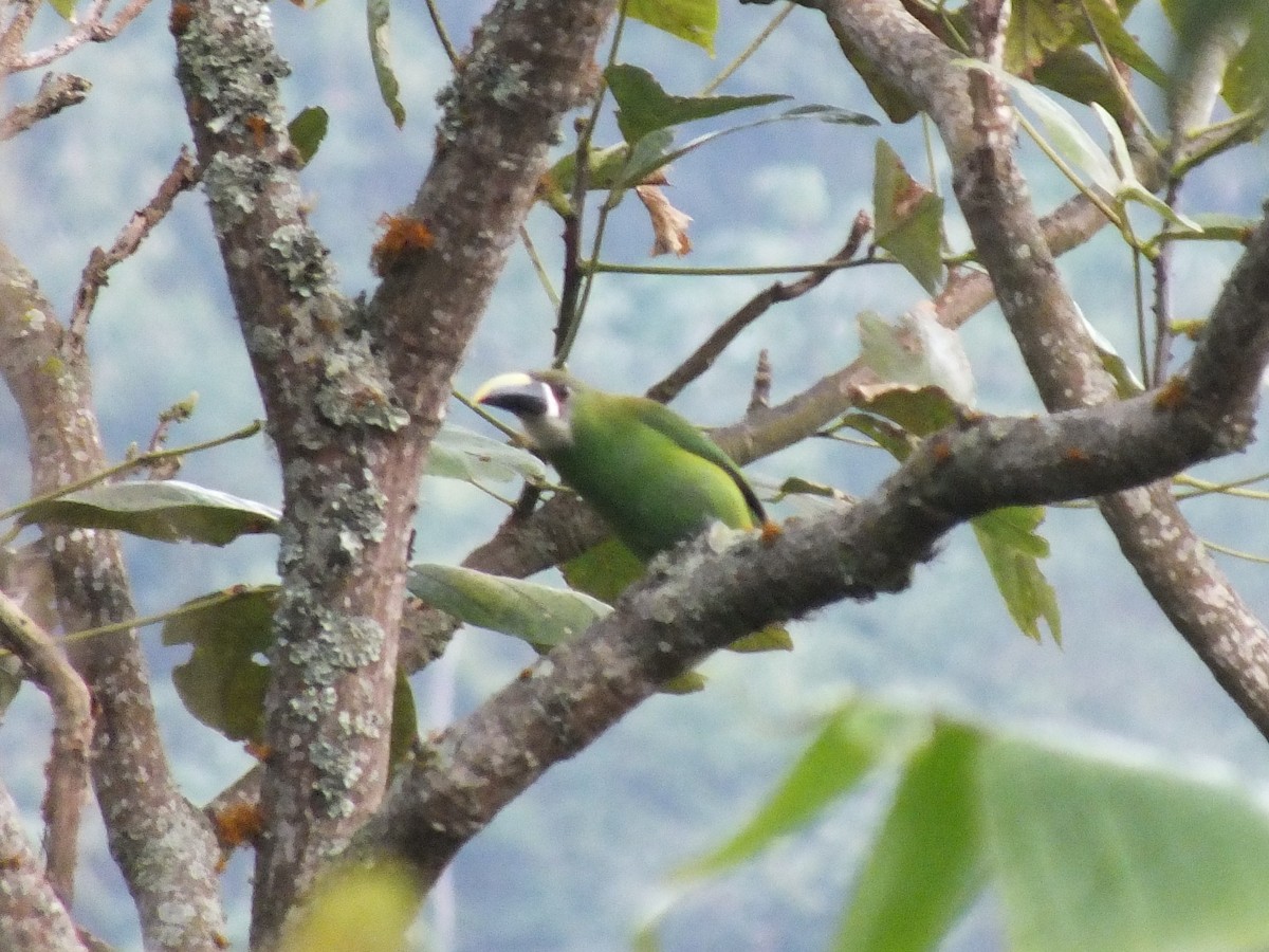 Southern Emerald-Toucanet - ML641915900