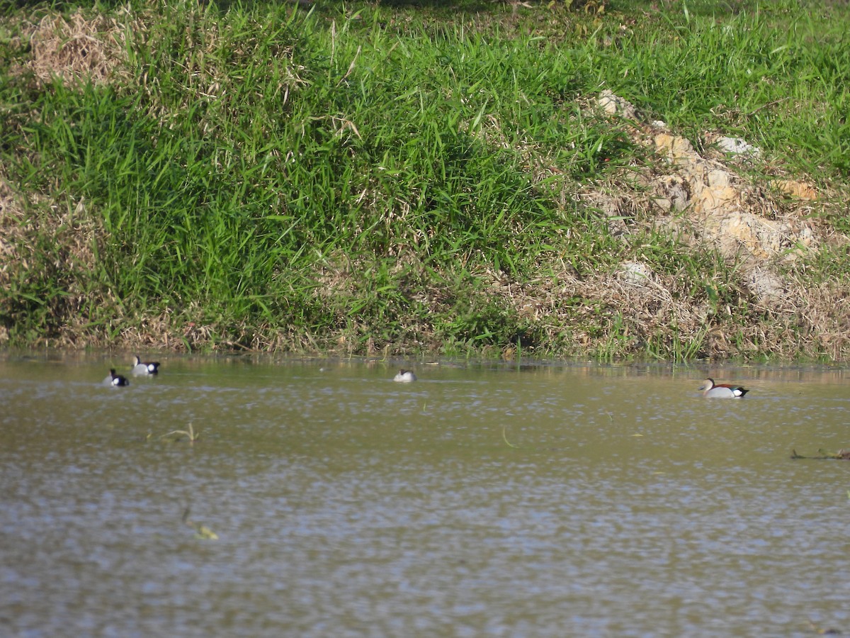 Ringed Teal - ML641915906