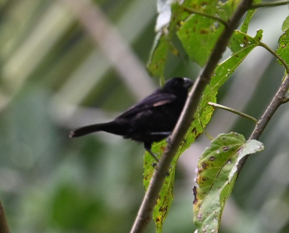 Variable Seedeater - ML641915923