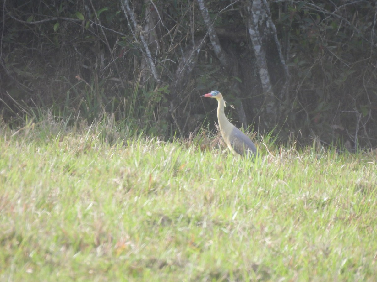 Whistling Heron - ML641915929