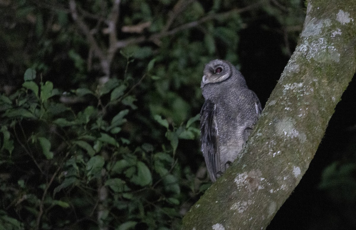 Sooty Owl (Greater) - ML641915931