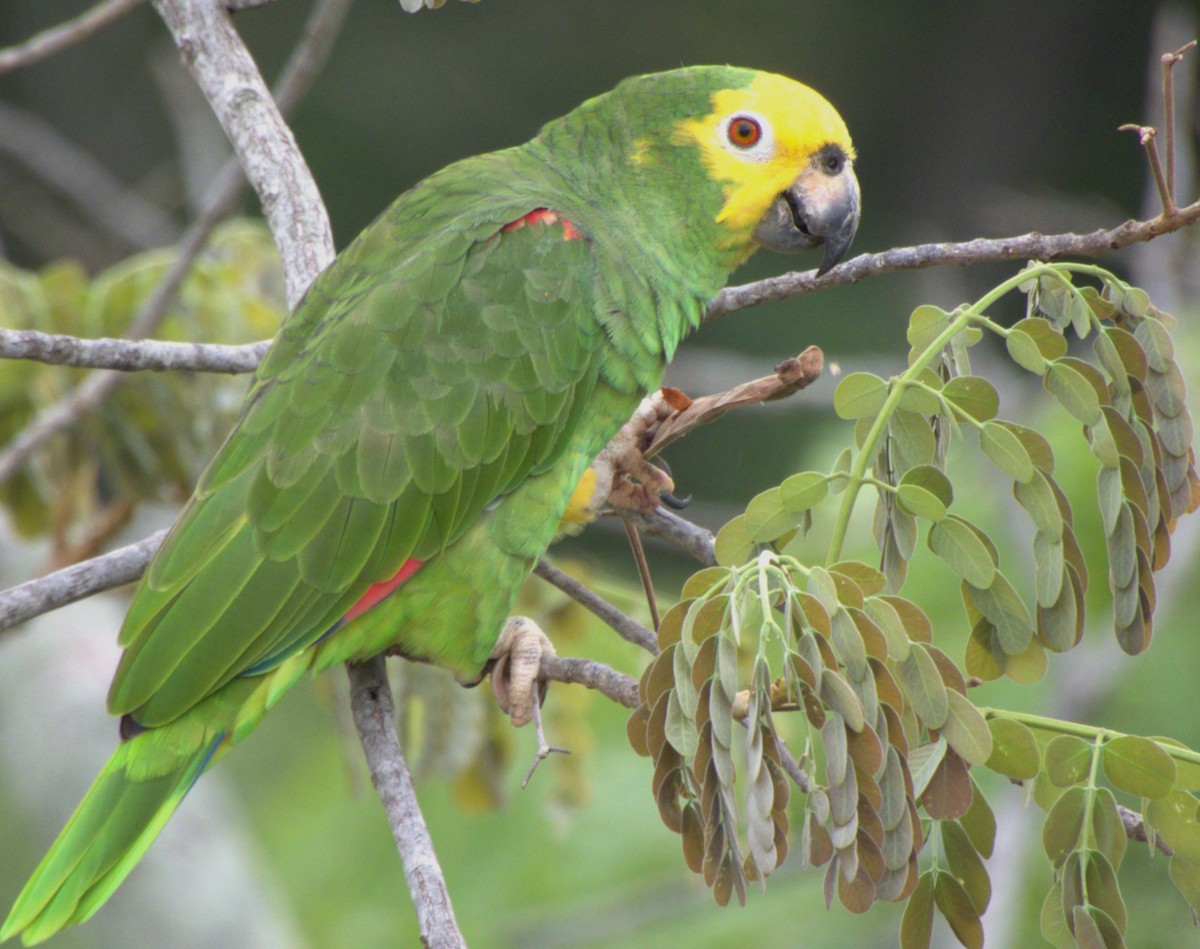 Yellow-crowned Amazon - ML641915958