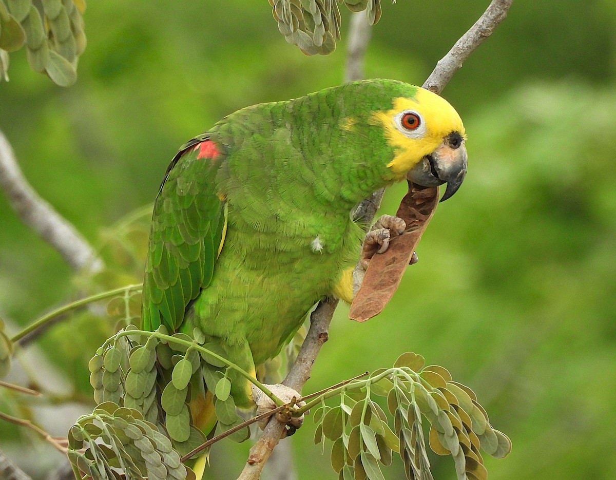 Yellow-crowned Amazon - ML641915970