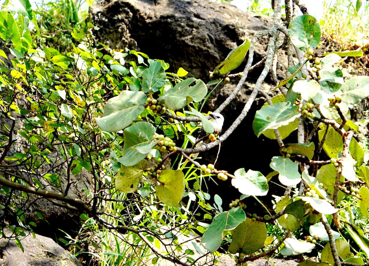 White-headed Barbet (White-headed) - ML641915973