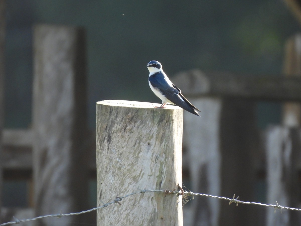 White-rumped Swallow - ML641915979