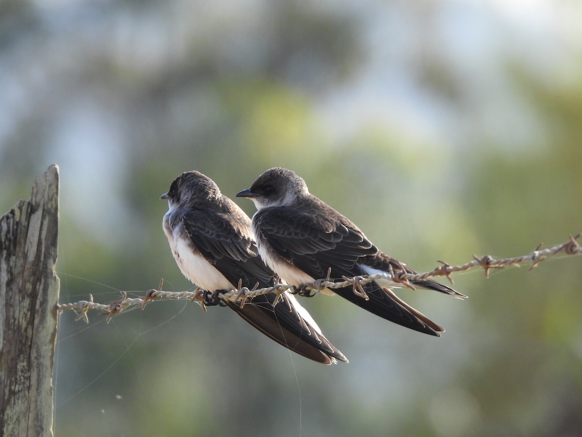 Brown-chested Martin - ML641915982