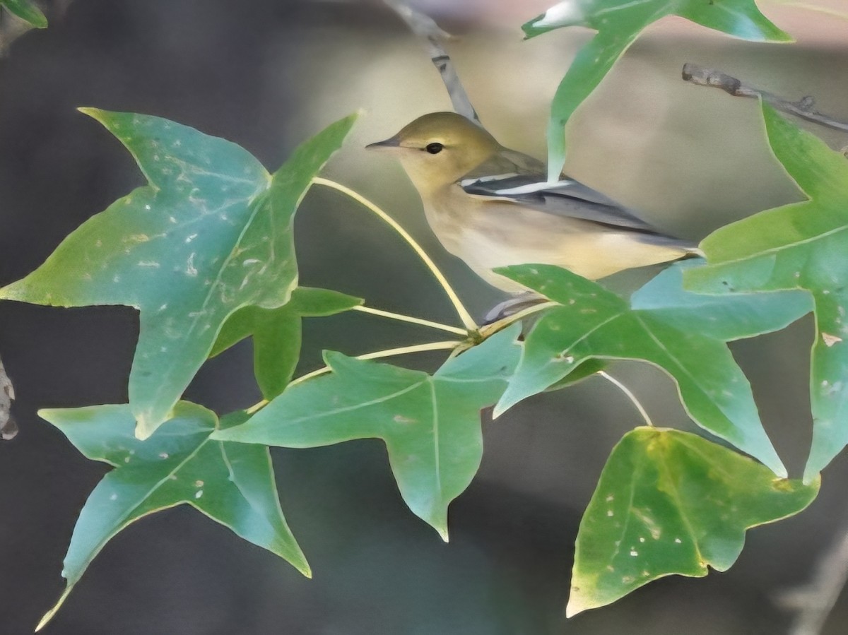 Bay-breasted/Blackpoll Warbler - ML641915988