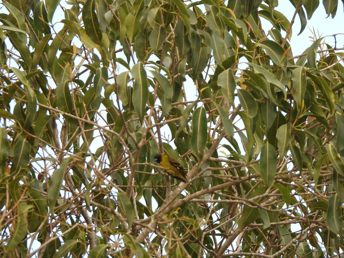 Hooded Siskin - ML641915989