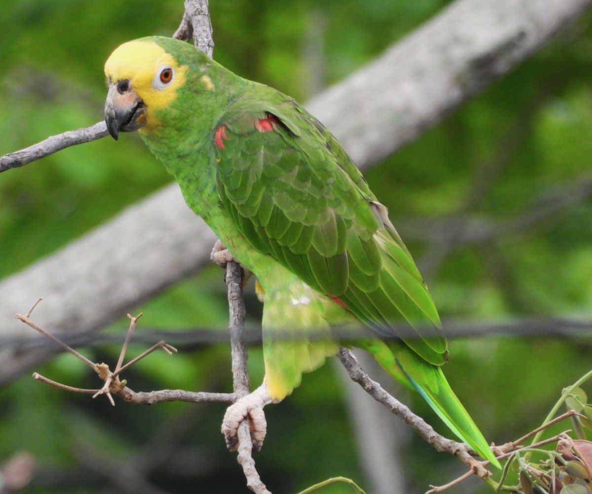 Yellow-crowned Amazon - ML641915990