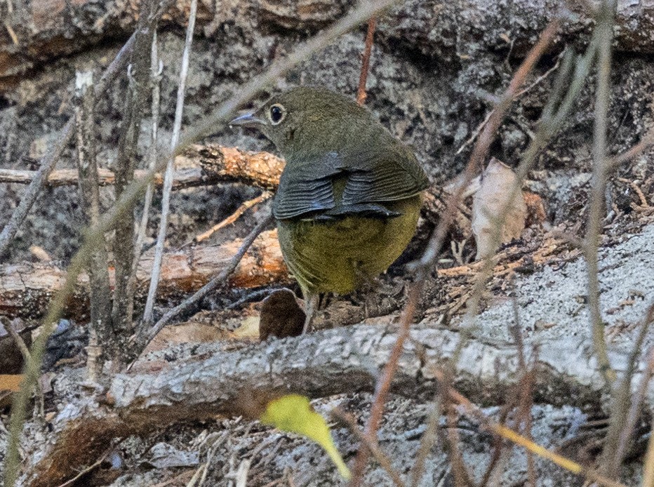 Connecticut Warbler - ML641916018