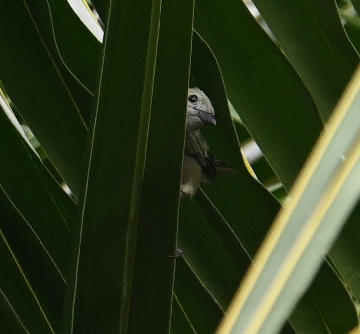 Palm Tanager - ML641916020