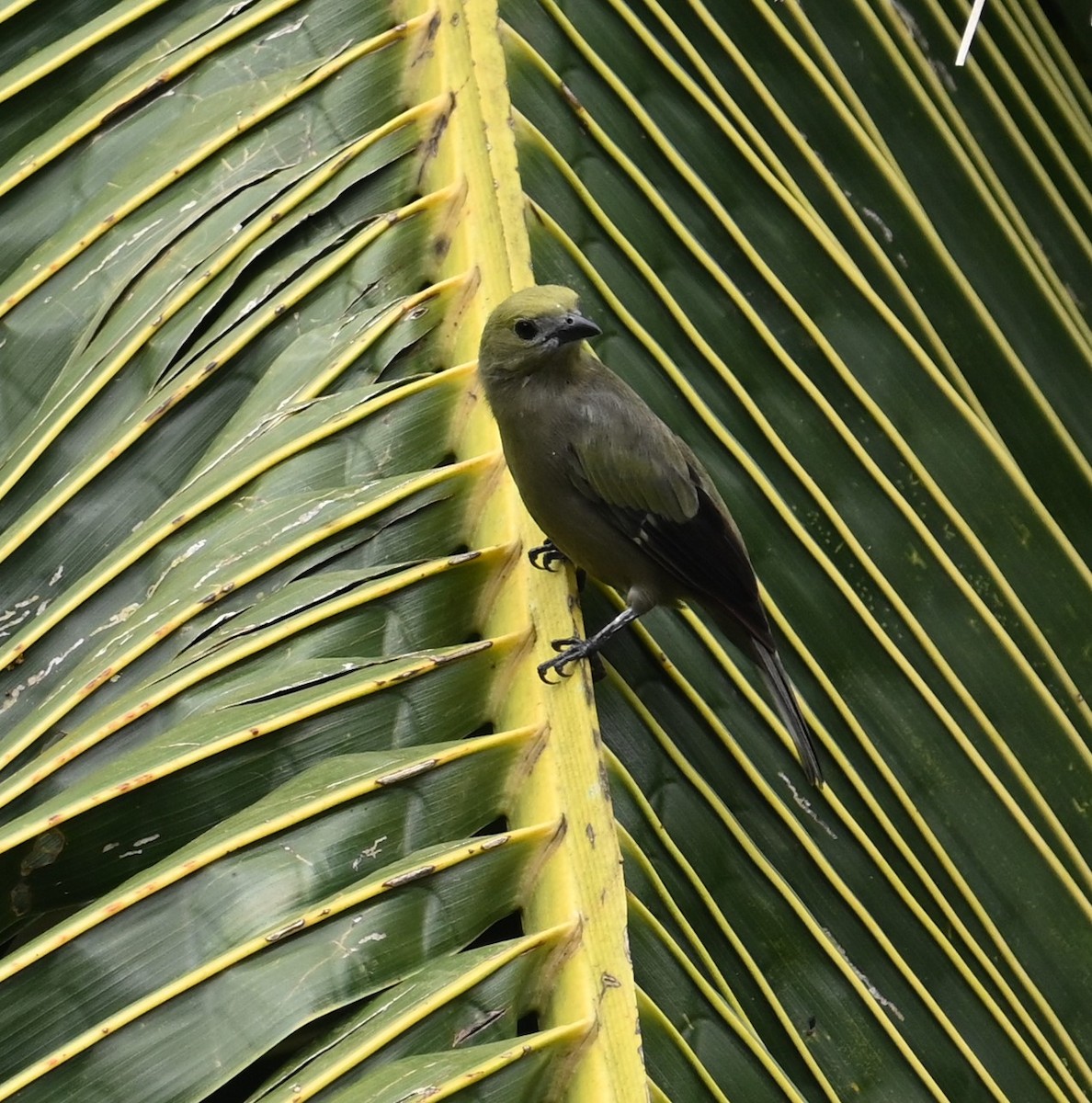 Palm Tanager - ML641916021
