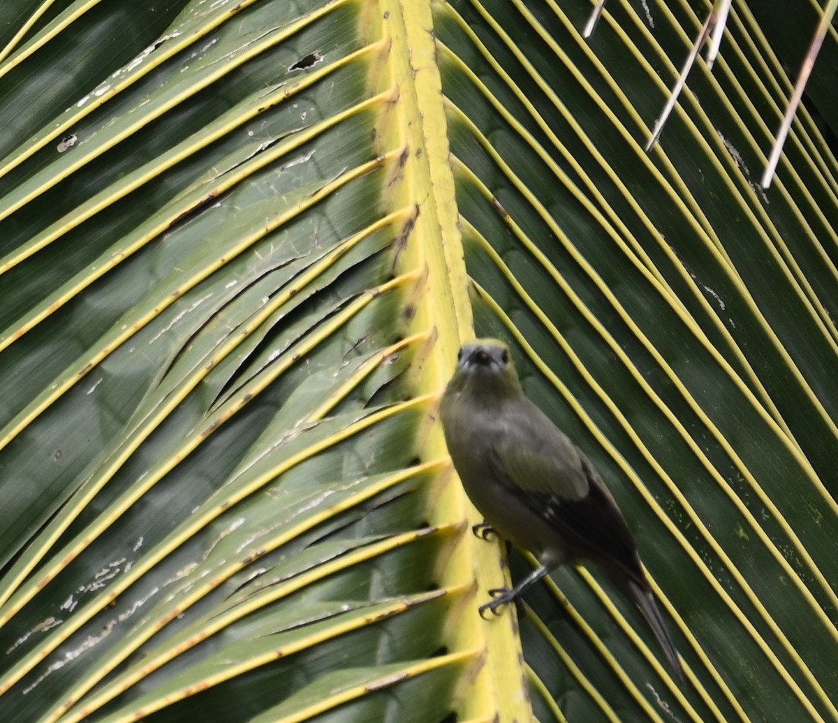 Palm Tanager - ML641916022