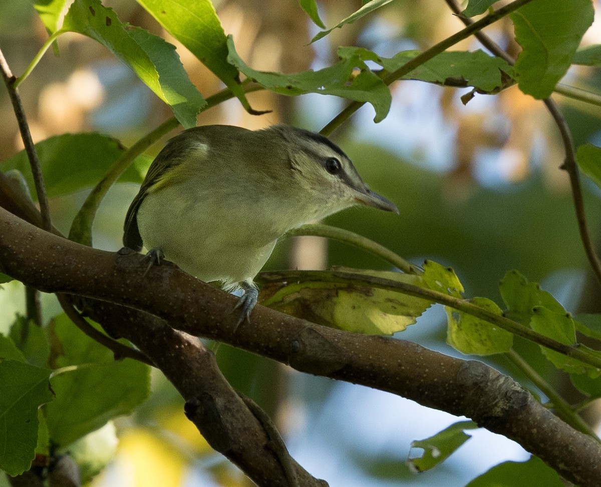 Red-eyed Vireo - ML641916037