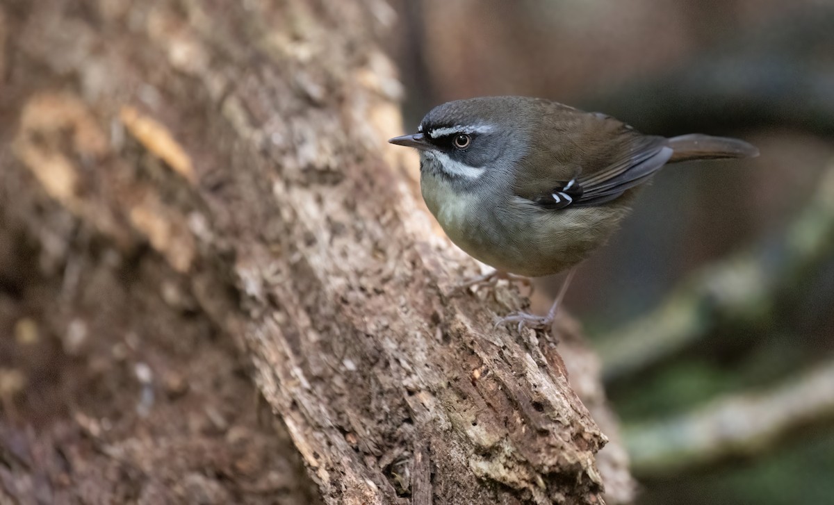 White-browed Scrubwren - ML641916080