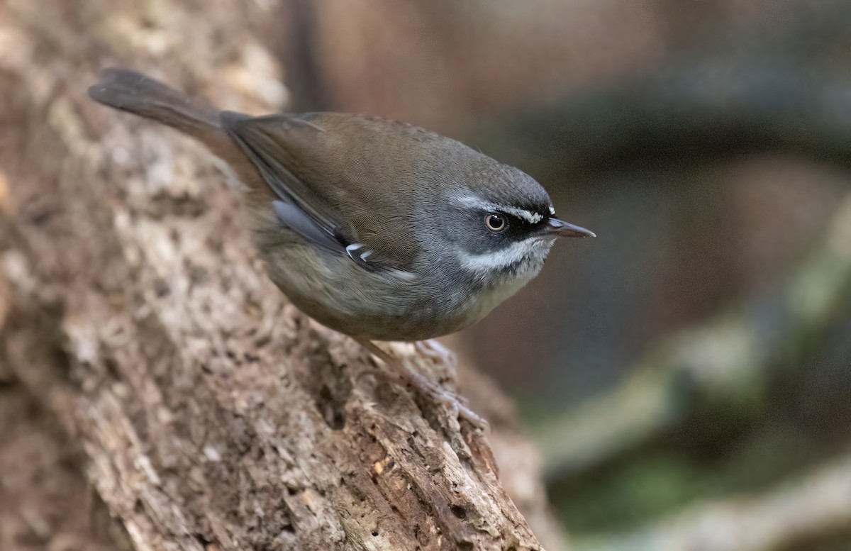 White-browed Scrubwren - ML641916084
