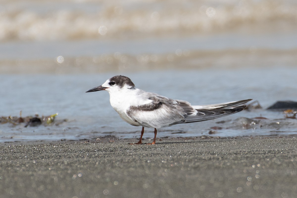 Common Tern - ML641916086