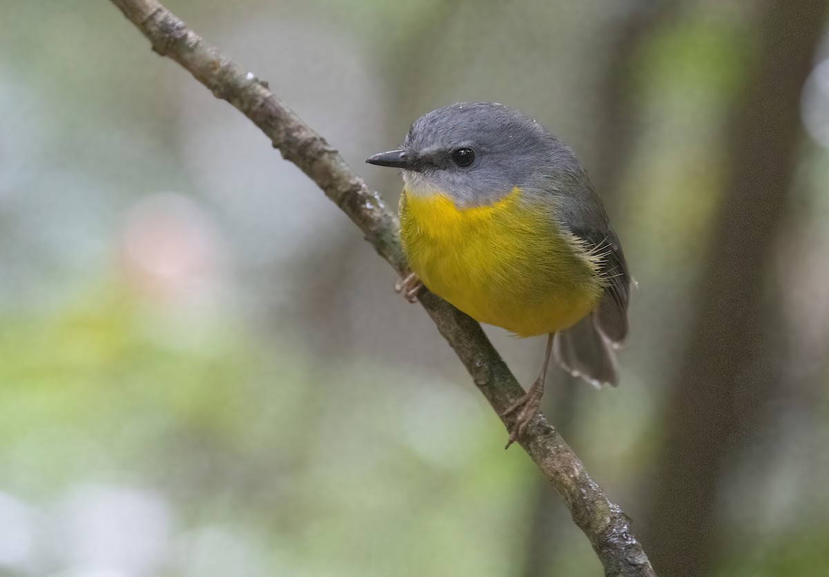 Eastern Yellow Robin - ML641916089