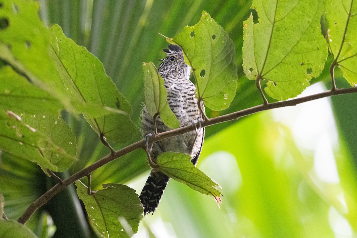 Barred Antshrike - ML641916090