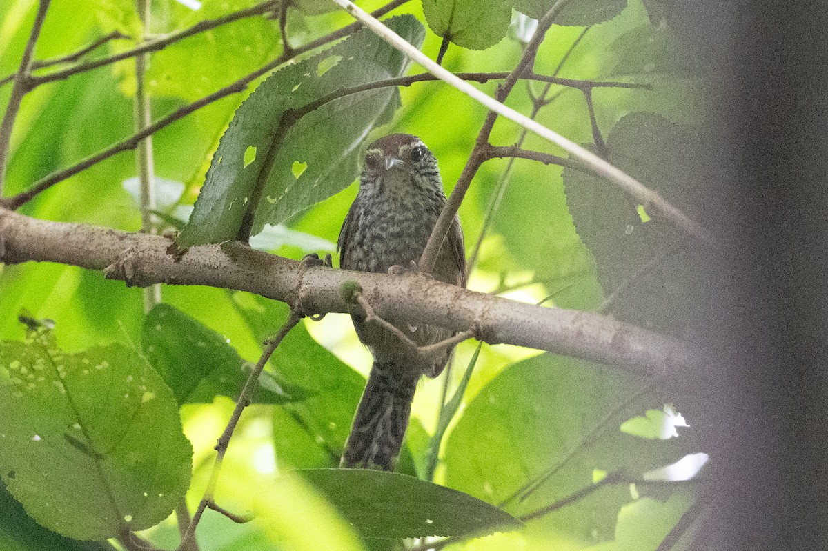 Spot-breasted Wren - ML641916098