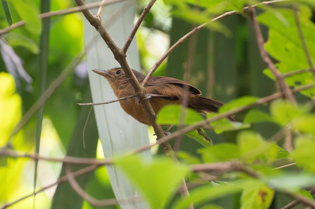 Dusky Antbird - ML641916102