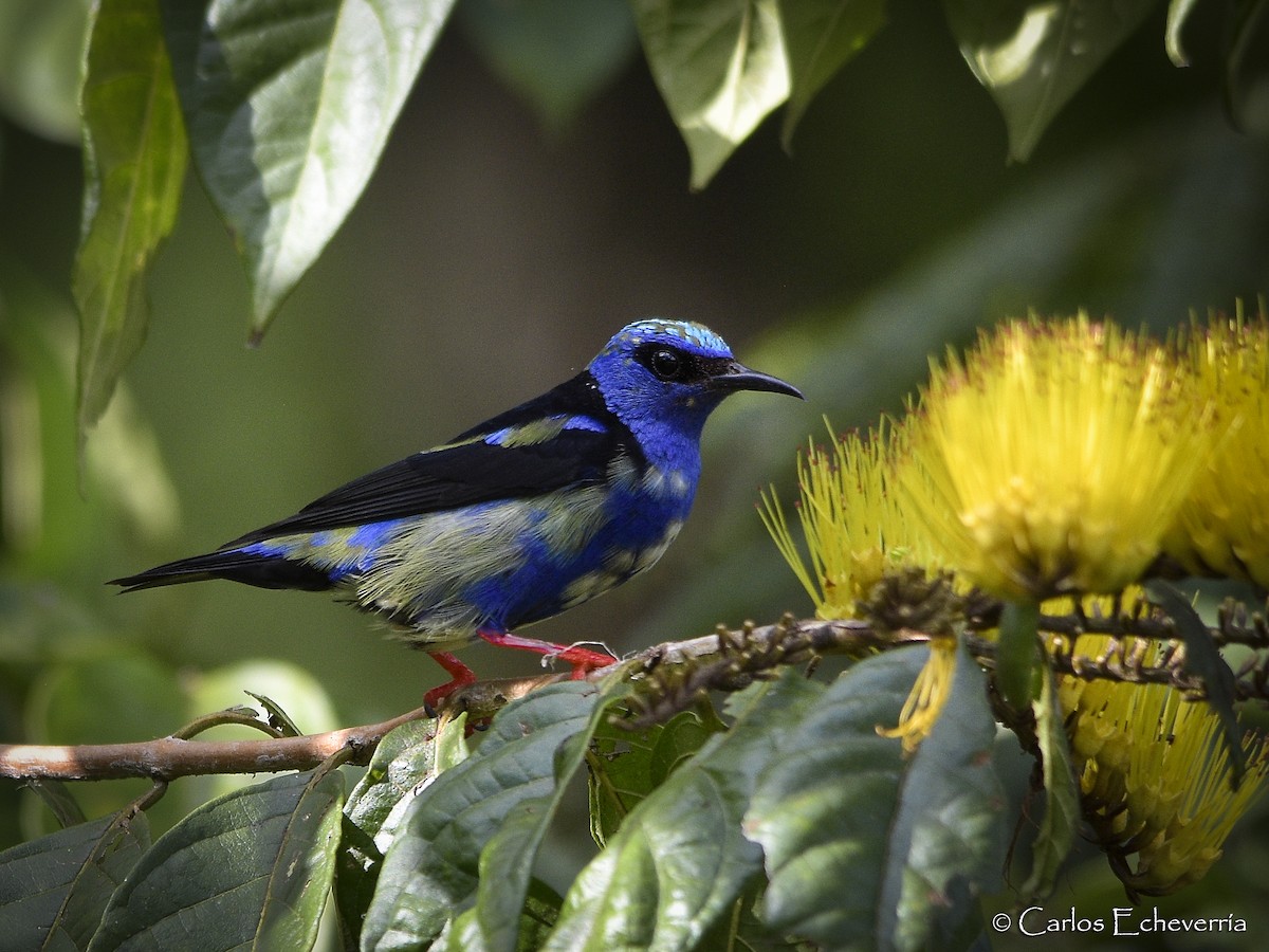 Red-legged Honeycreeper - ML64191611