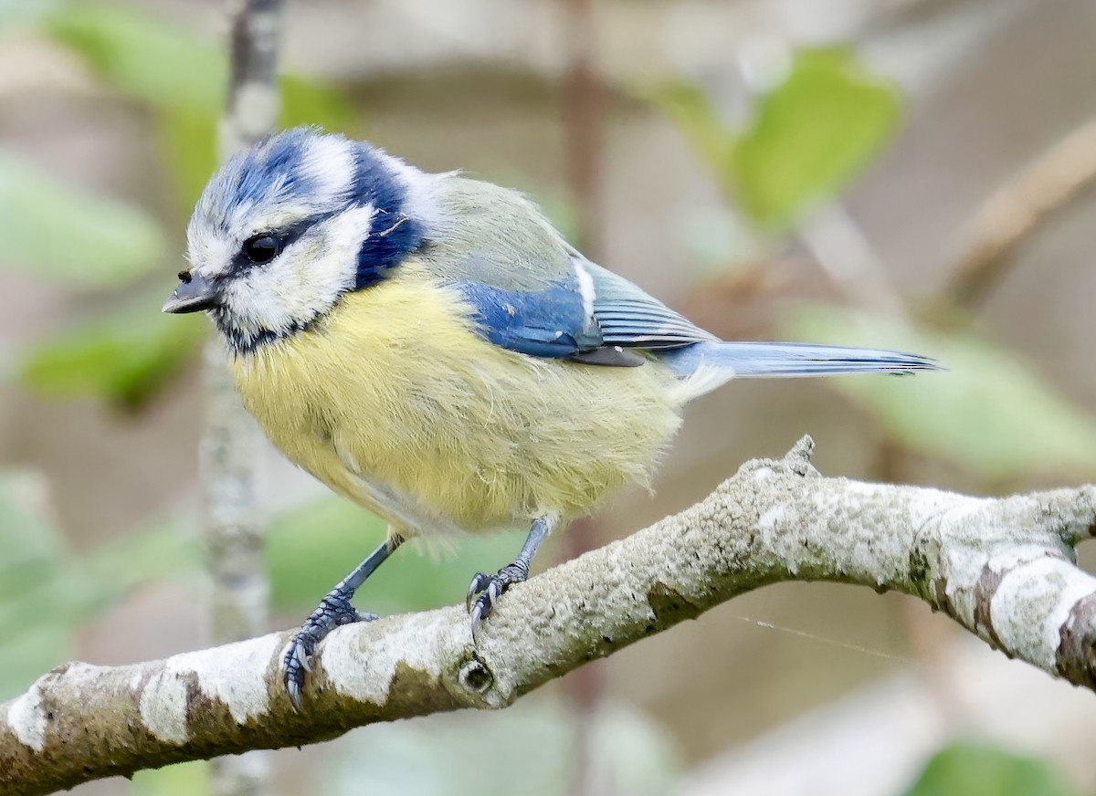 Eurasian Blue Tit - ML641916116
