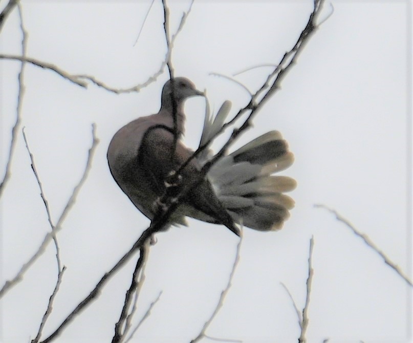 Pale-vented Pigeon - ML641916119