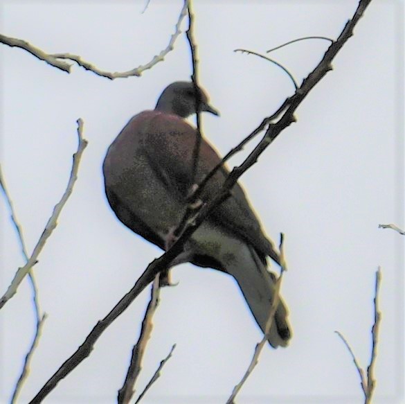 Pale-vented Pigeon - ML641916120