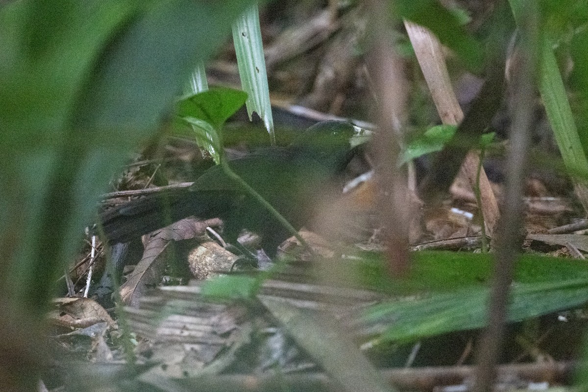 Yellow-billed Cacique - ML641916122