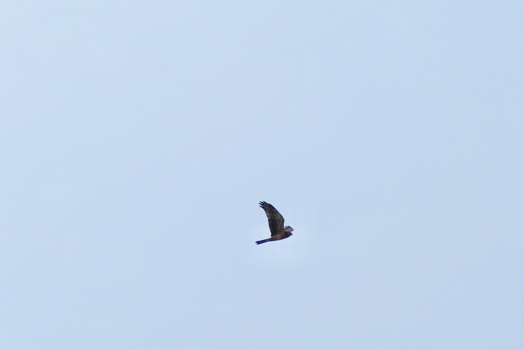 Northern Harrier - ML641916124