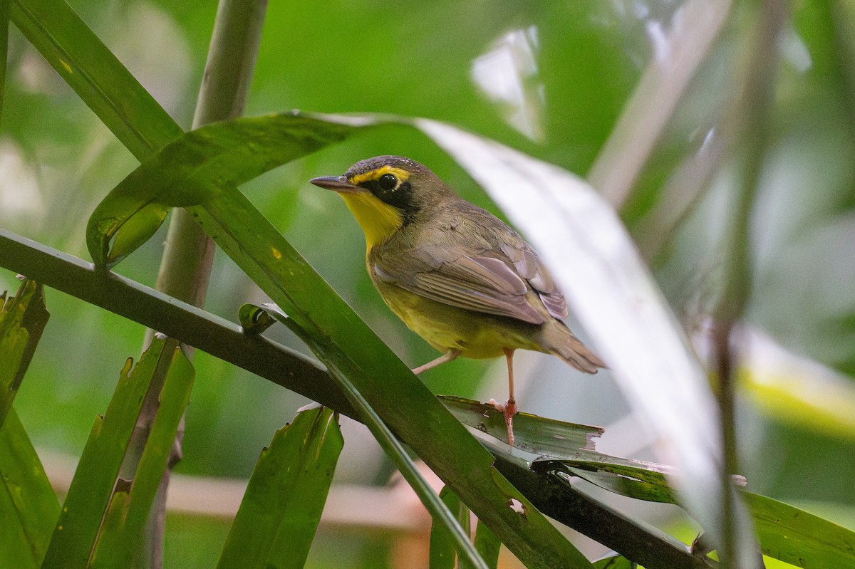 Kentucky Warbler - ML641916125