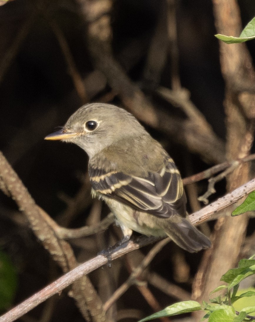 Empidonax sp. - ML641916130