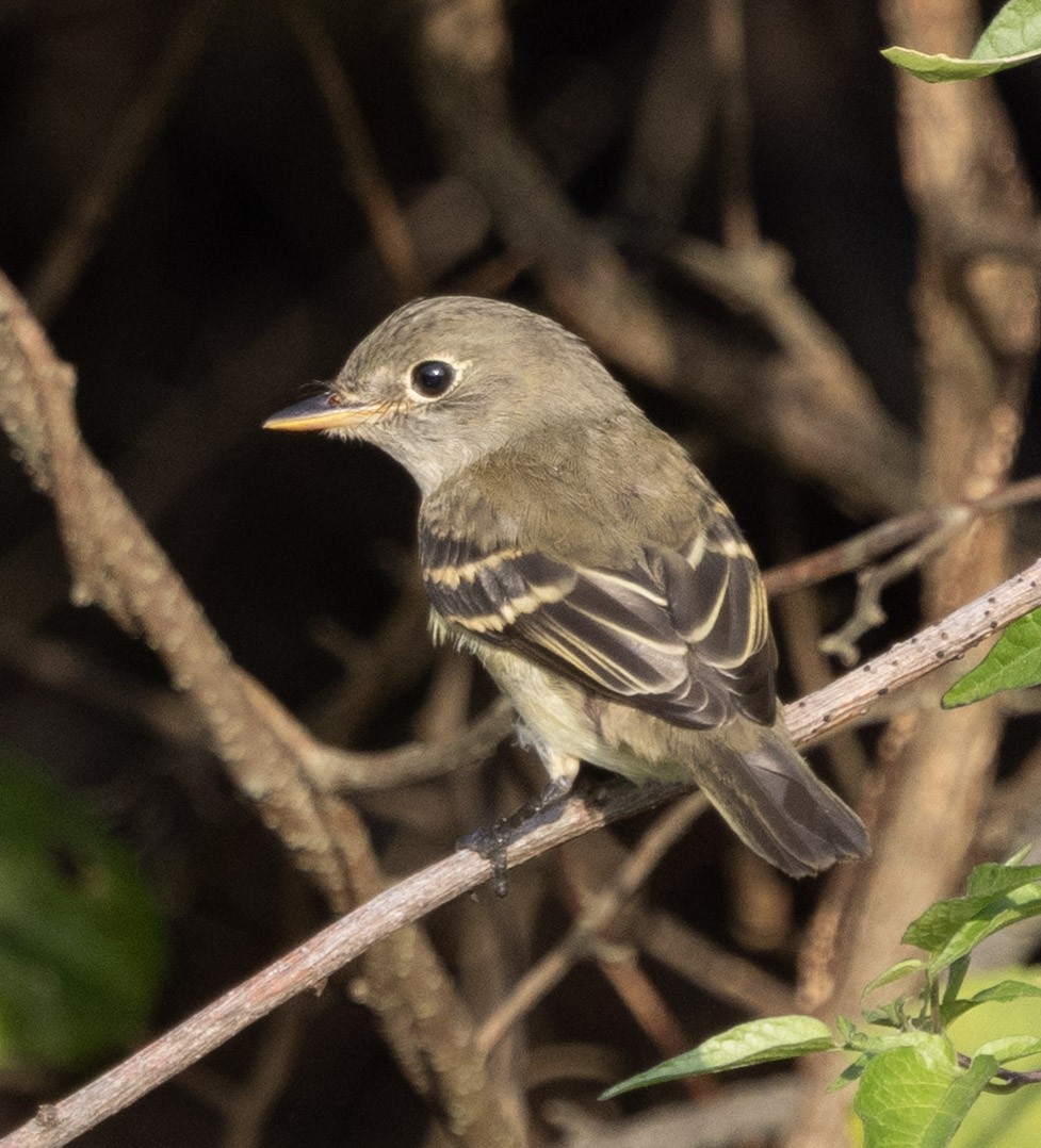 Empidonax sp. - ML641916131