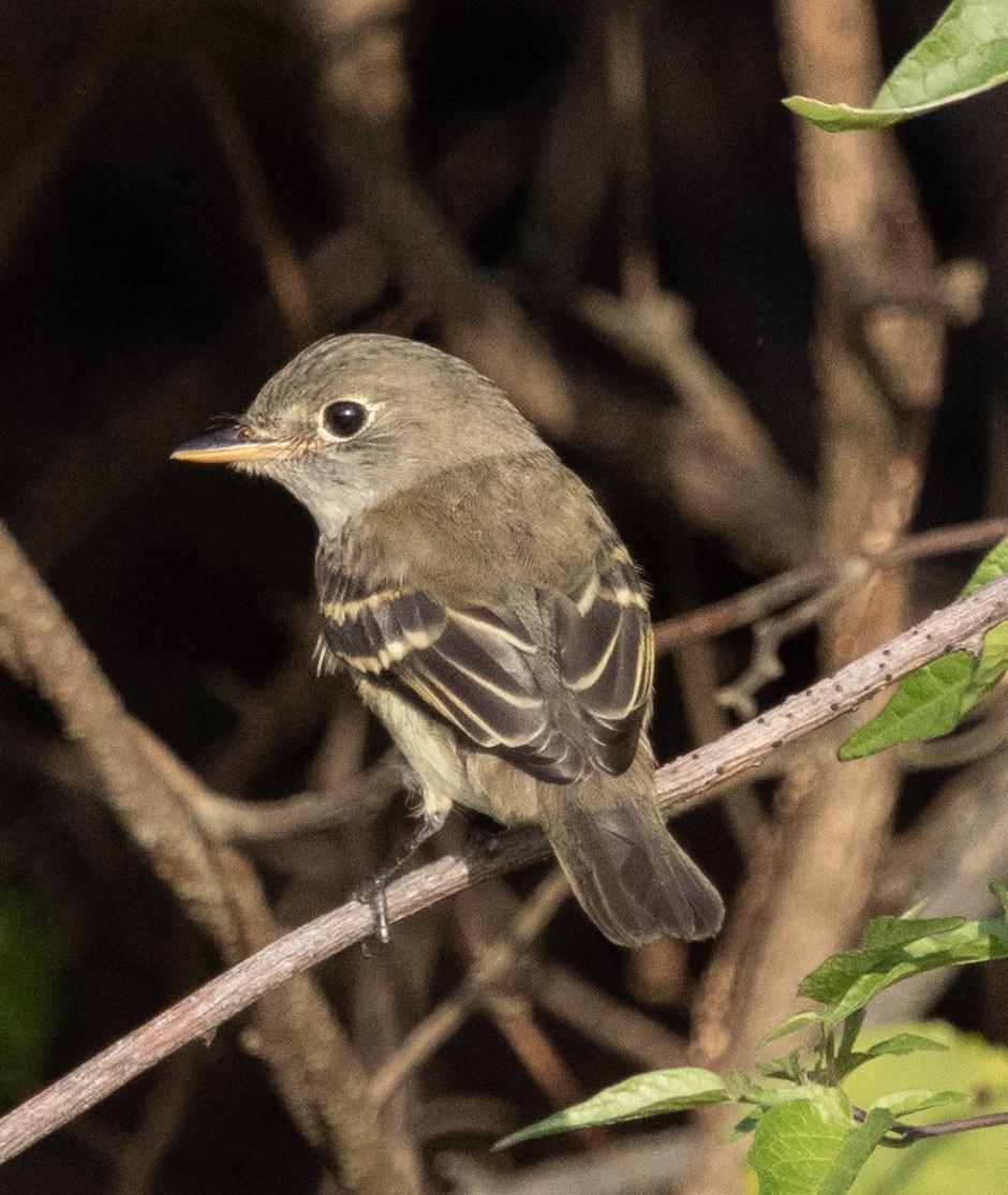 Empidonax sp. - ML641916132