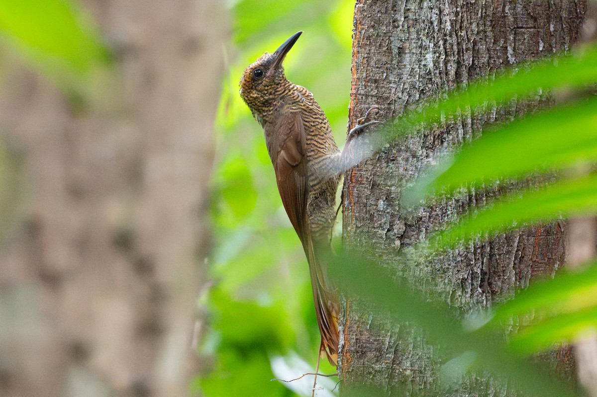 Northern Barred-Woodcreeper - ML641916133