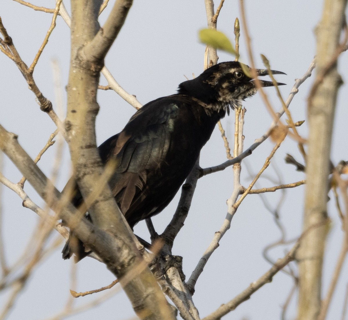 Boat-tailed Grackle - ML641916134