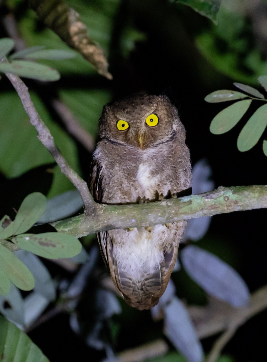 Mountain Scops-Owl - ML641916145