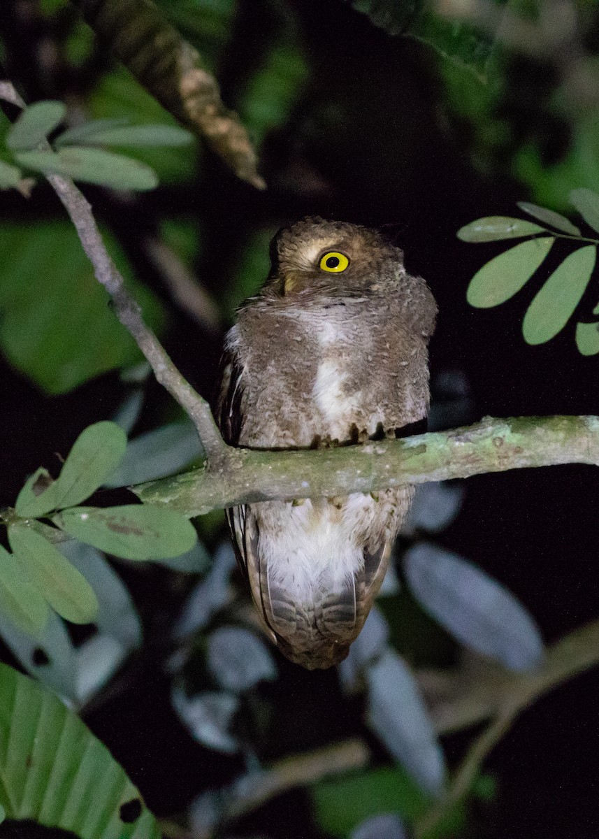 Mountain Scops-Owl - ML641916147